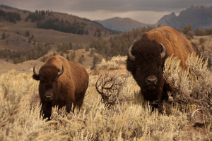 bison